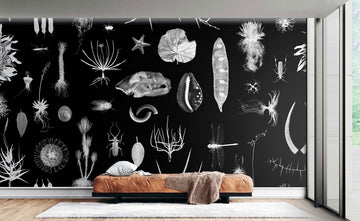 Cabinet of Natural Curiosities - Wallpaper